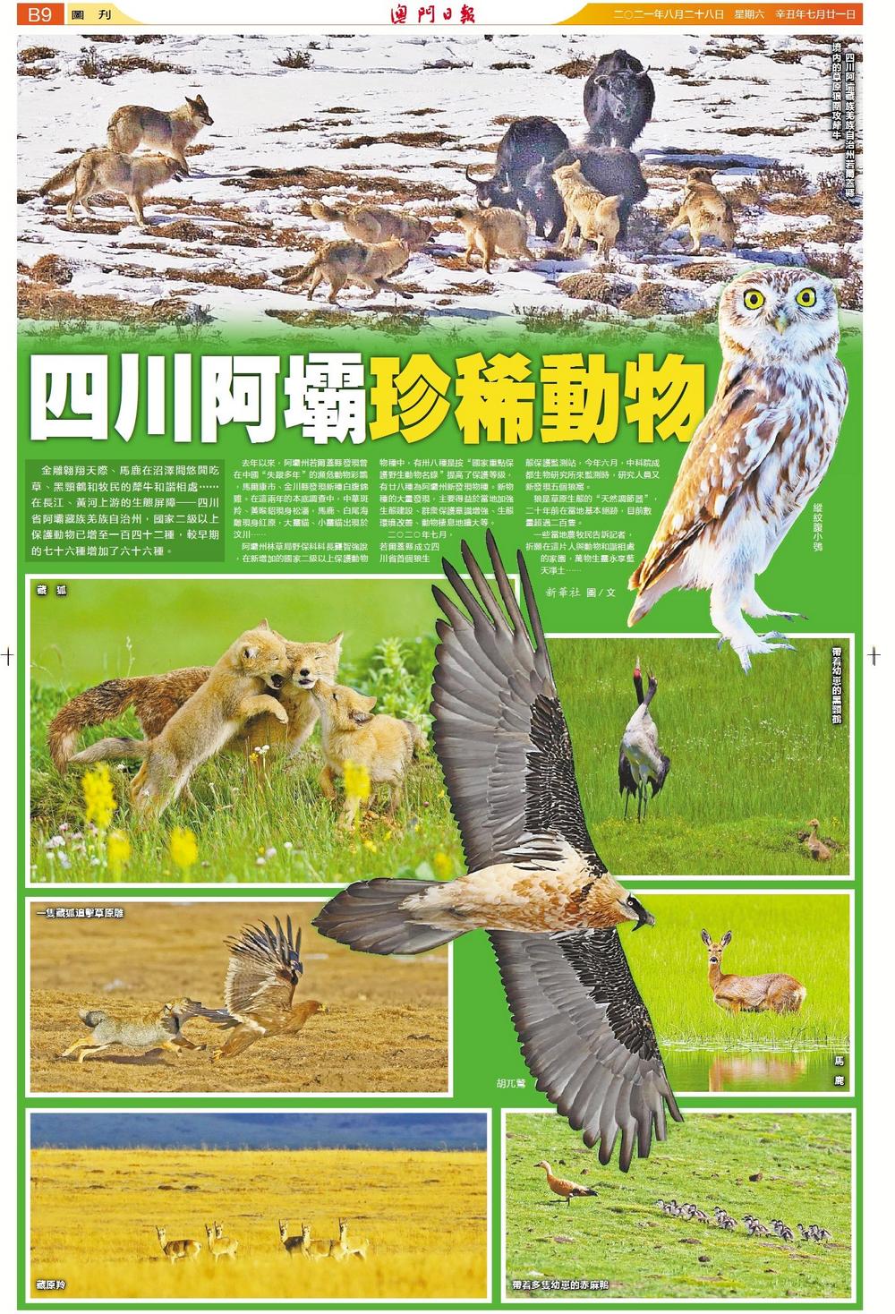 四川阿壩珍稀動物