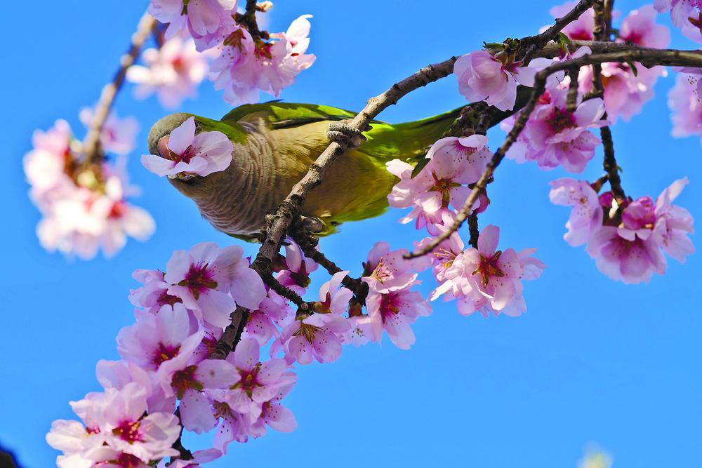 春花盛放